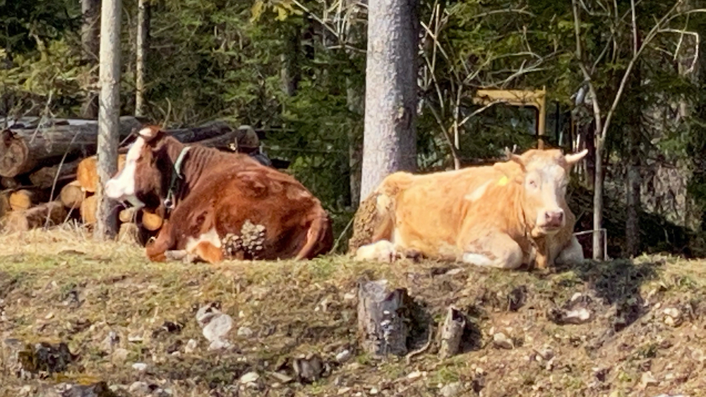 Rastende Kühe auf der Weide
